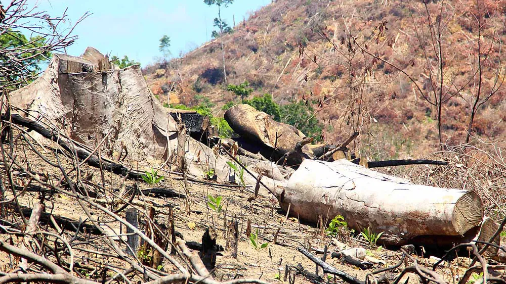 Xử lý cán bộ để mất 61ha rừng ở Bình Định: Vẫn giơ cao đánh khẽ ảnh 2