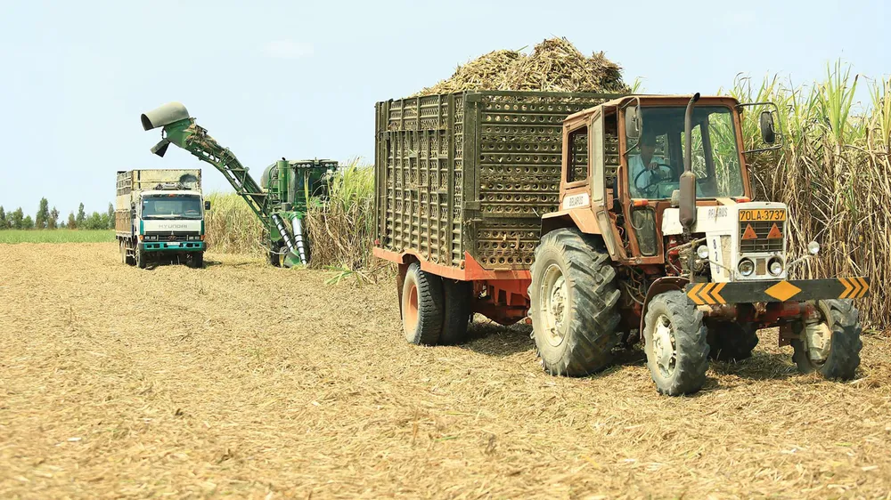 Nghịch lý mía đường Thái Lan: Xuất khẩu giá rẻ, tiêu thụ nội địa “cắt cổ” ảnh 1