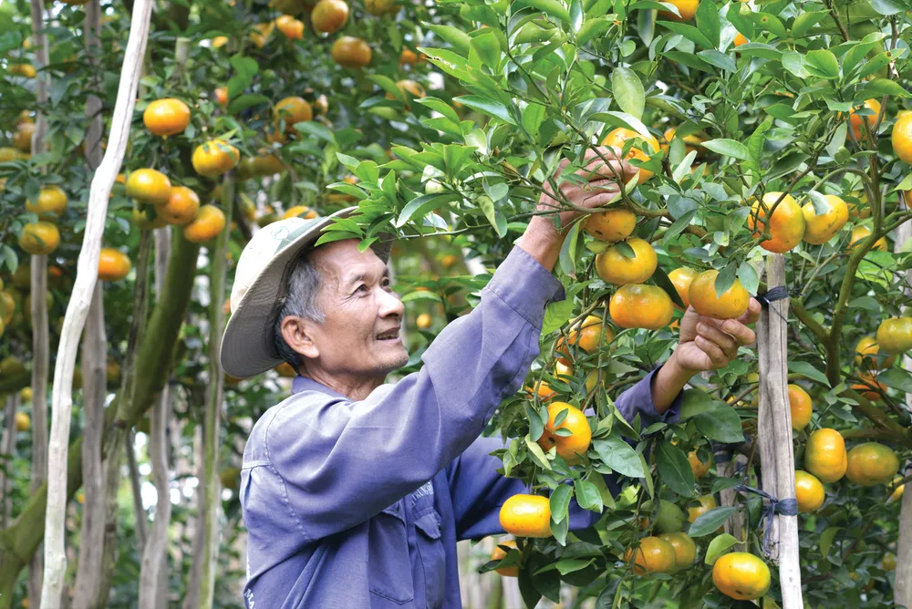 Về miền Tây ăn Tết sớm ảnh 1