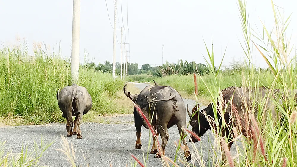 Chưa thể an cư ở khu tái định cư Hiệp Phước 1 ảnh 1