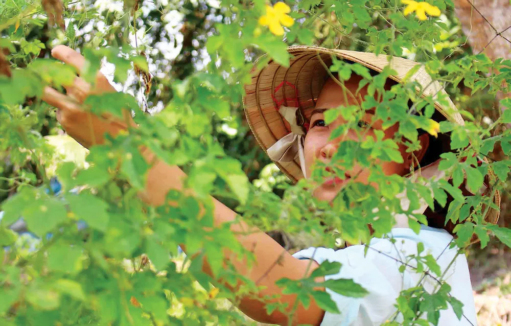 Kỳ tích khổ qua rừng ảnh 2