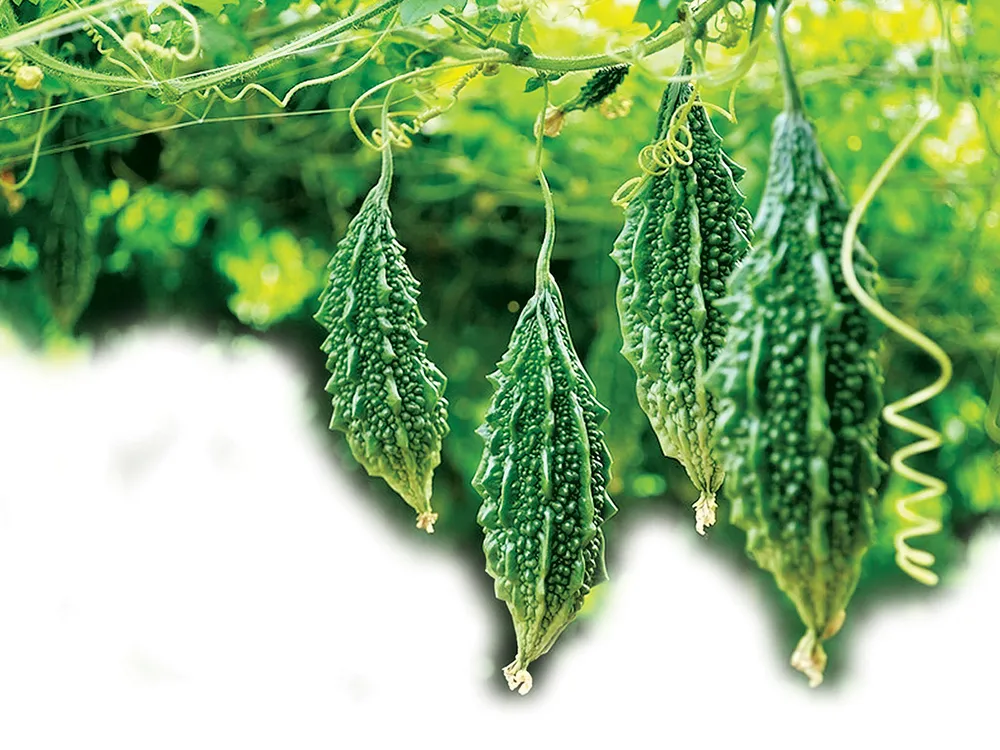 Kỳ tích khổ qua rừng ảnh 1