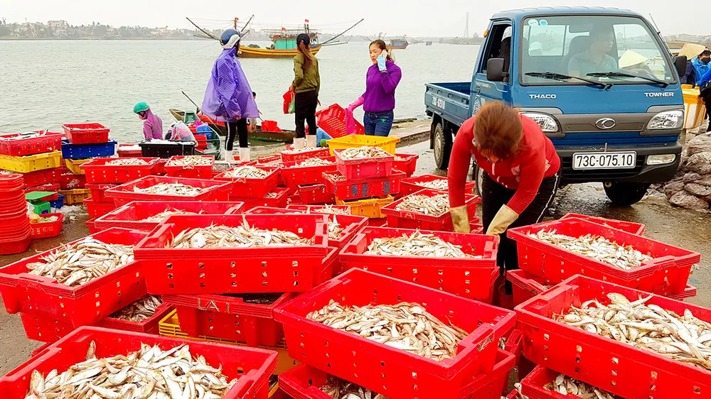 Nghề cá “khát” lao động ảnh 1