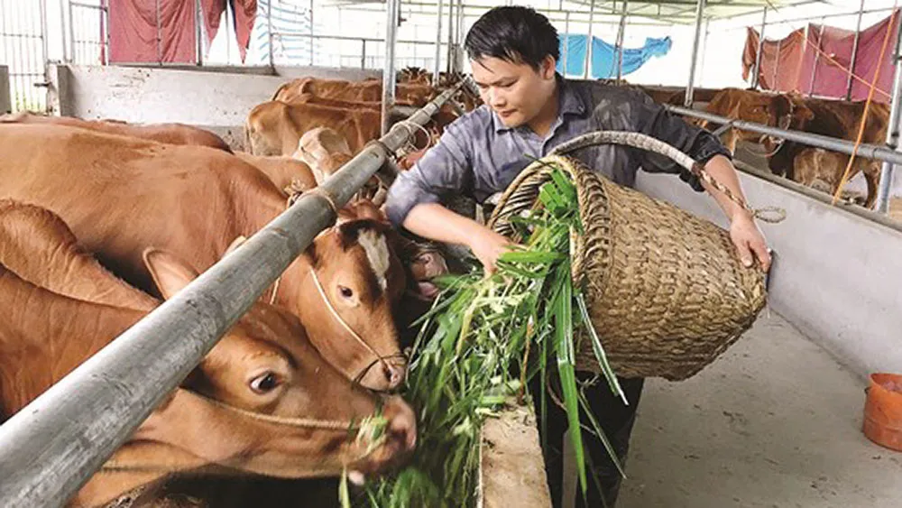 chan-nuoi-bo-thit-sggpjpg-3_VFRA