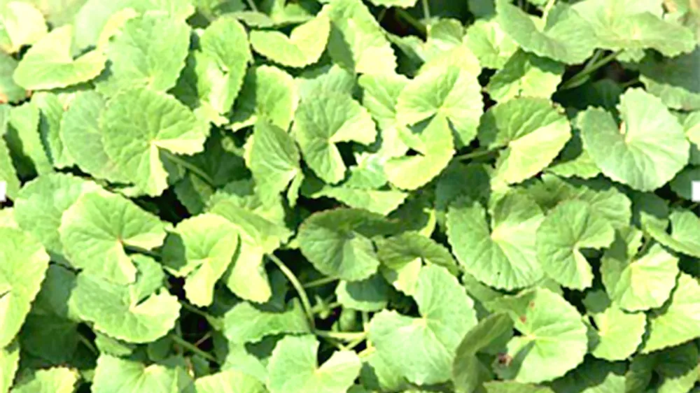 Sống khỏe nhờ trồng rau má sạch