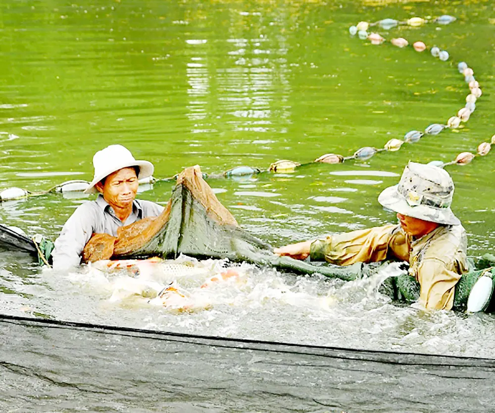 Nông nghiệp TPHCM phát triển theo mô hình nào? - Bài 1: Tăng tốc ảnh 1