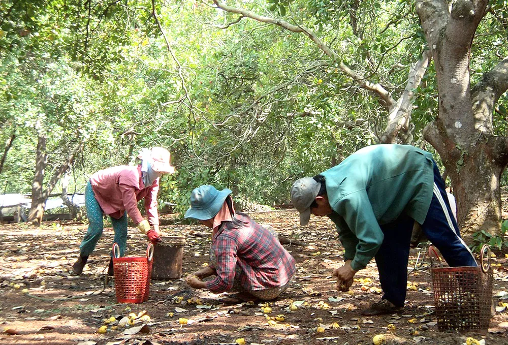 Ngăn chặn tình trạng bán điều non ảnh 1