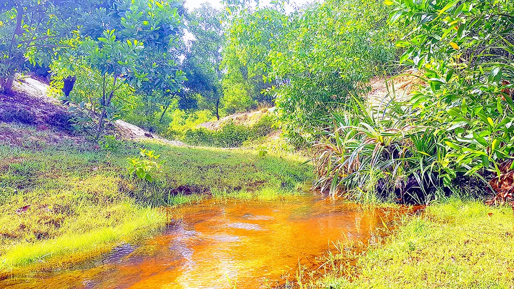 Phủ xanh mỏ titan  ảnh 1