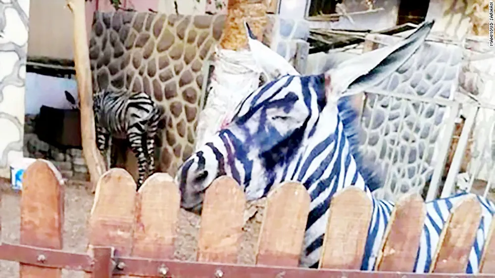 Ngựa vằn giả ảnh 1