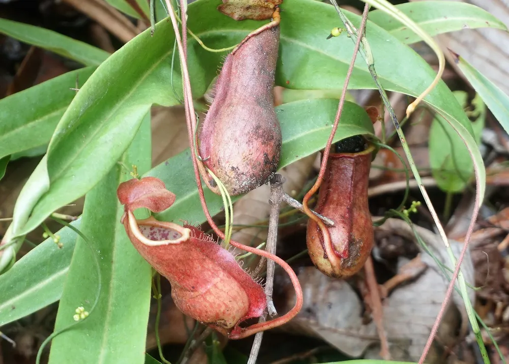 Tiềm năng du lịch sinh thái ở Vườn quốc gia Lò Gò - Xa Mát  ảnh 1