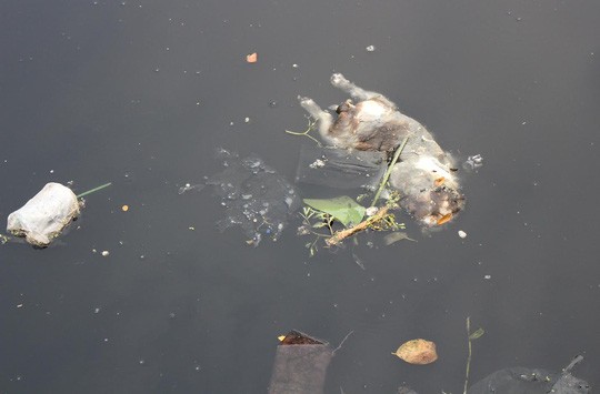 動物遺體要恰當處理 ảnh 1