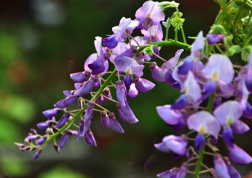 這９種花泡茶入菜也養生 ảnh 3