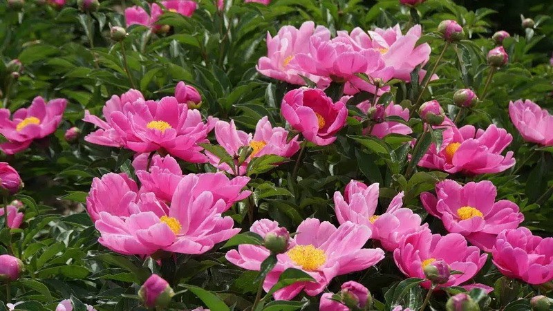 這９種花泡茶入菜也養生 ảnh 6