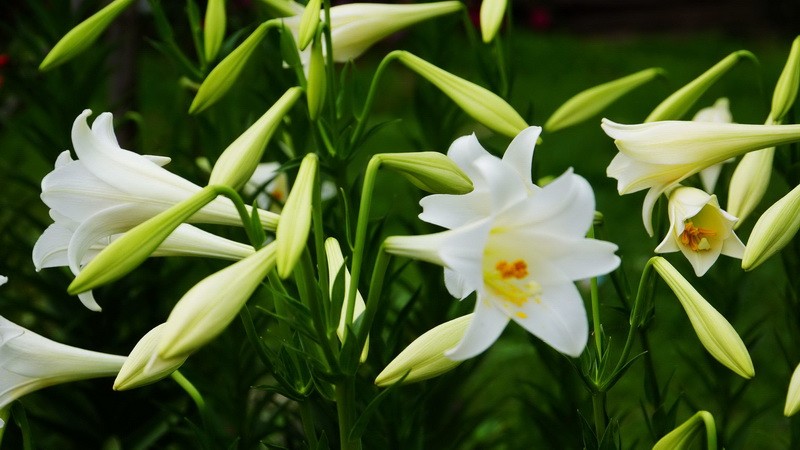 這９種花泡茶入菜也養生 ảnh 7