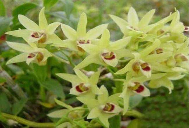 這９種花泡茶入菜也養生 ảnh 8