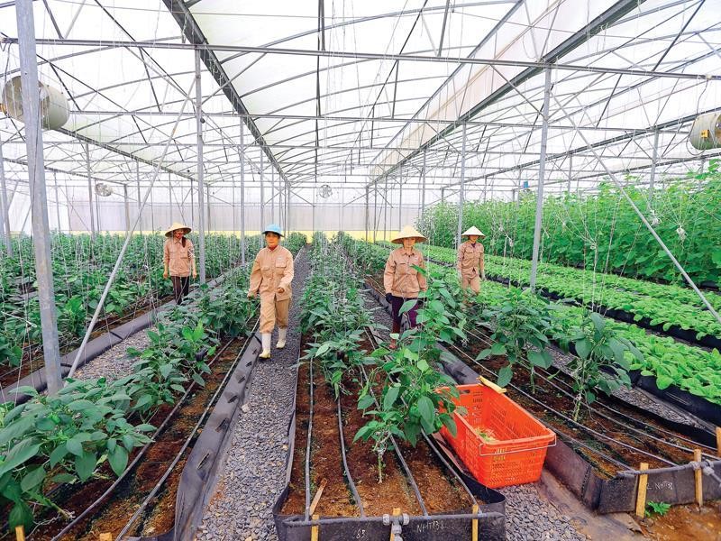 TH True Milk公司的無公害蔬菜生產區一隅。