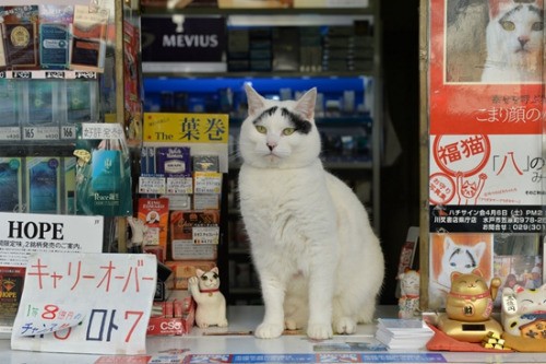 日本“囧臉貓”出書 ảnh 1