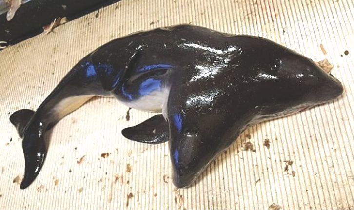 （資料圖來源：互聯網）