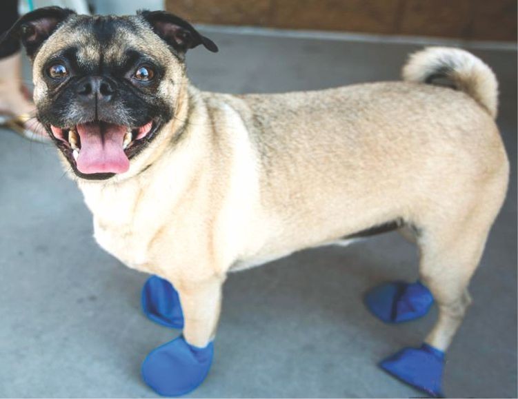 熱浪襲擊美西南部　航班停飛 ảnh 2