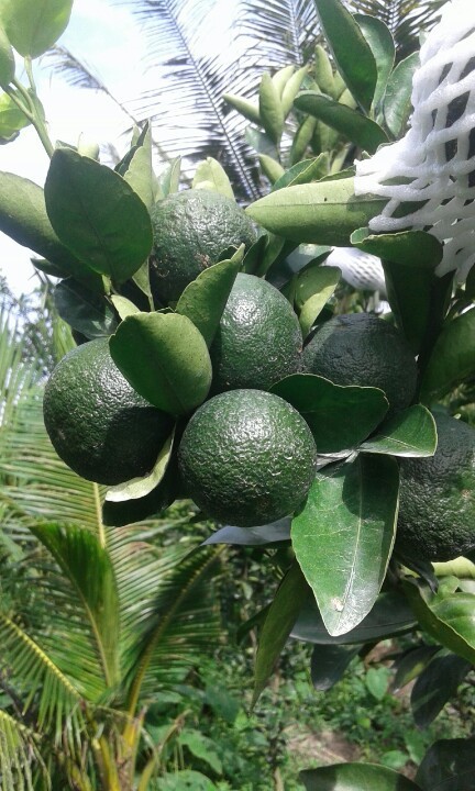 這樣新鮮的水果，消費者又怎能以肉眼來“檢測”是否已注射了違禁藥物？