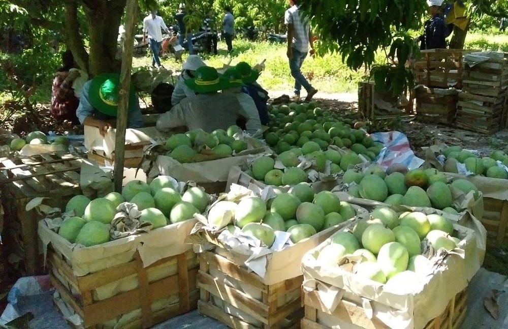 芒果摘下分類。（示意圖源：互聯網）