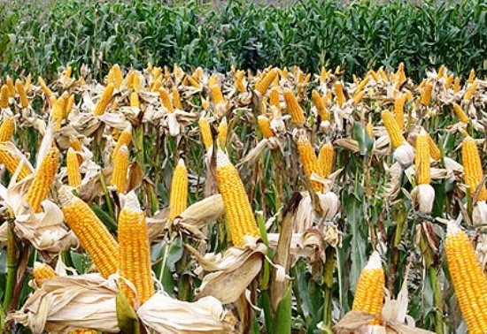 示意圖。（圖片來源：互聯網）