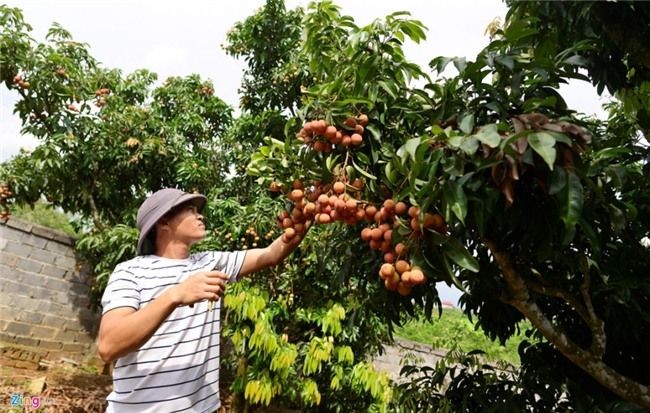 達VietGap標準的陸岸縣荔枝園今年失收價格飆升。（圖源：Zing.vn）