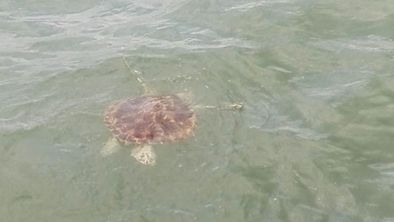 民眾主動上交珍稀玳瑁 ảnh 2