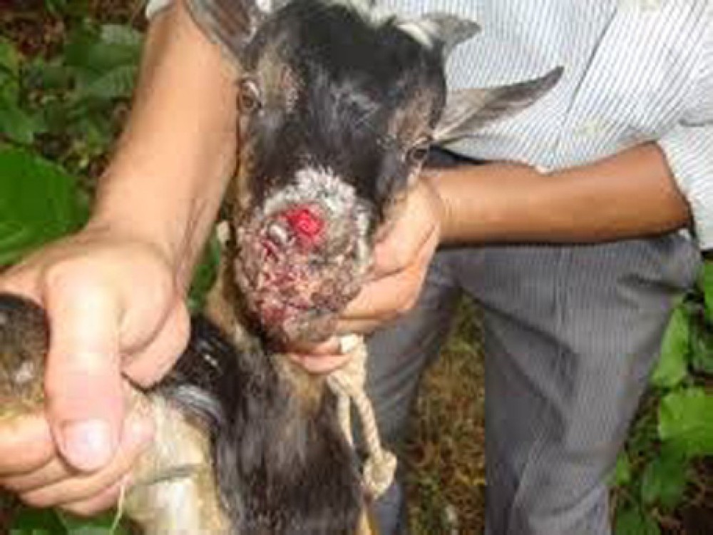 圖為一起典型的口蹄疫疫情。（示意圖源：互聯網）