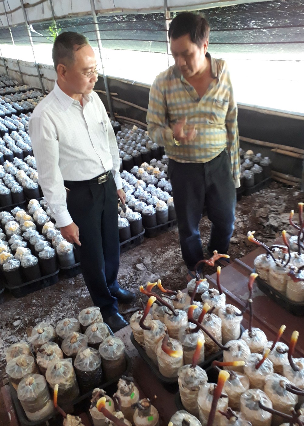 林春忠總經理（右）介紹他種植 的靈芝。