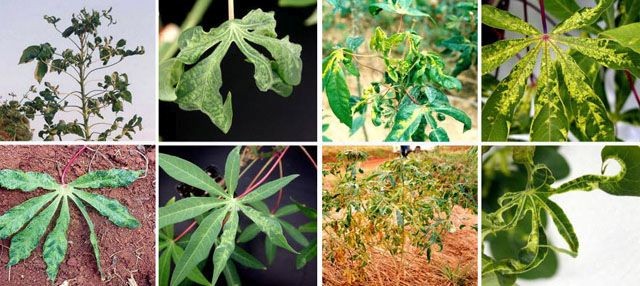 木薯葉斑病及其他變體的葉斑。（圖源：互聯網）