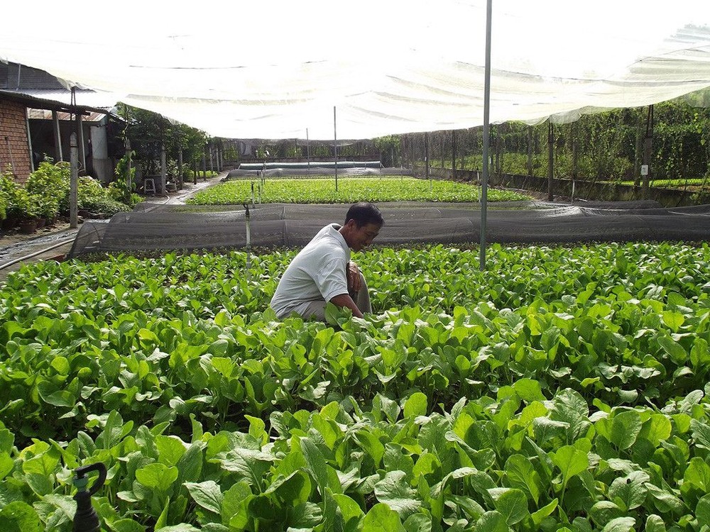 農民種植的無公害蔬菜。(圖源：互聯網)