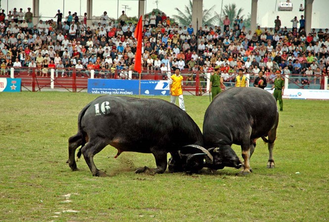 圖山鬥牛節。(圖源：互聯網)