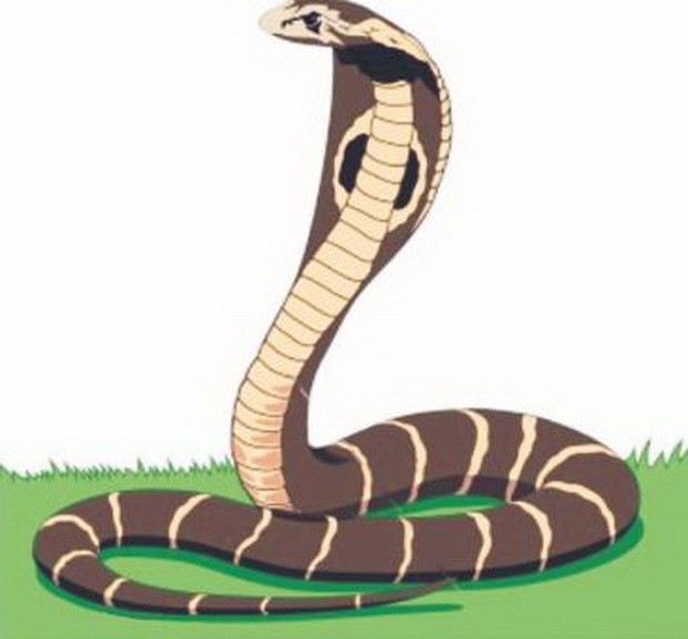 說文解字  可怕的“它” ảnh 1