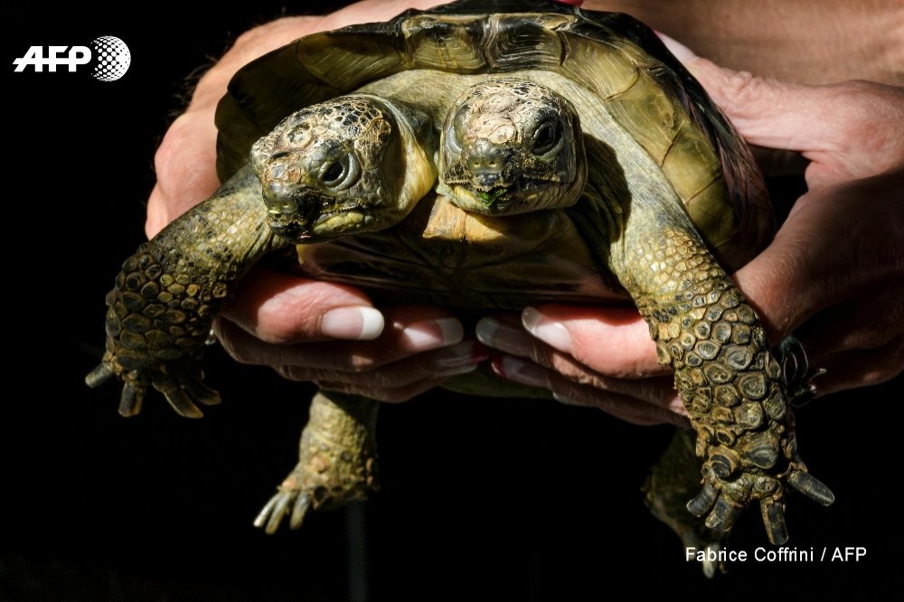 （資料圖源：AFP）