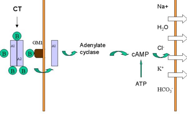 水一定燒開後再喝 ảnh 1