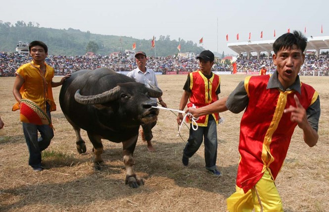 若組織工作妥善，圖山鬥牛盛會將會成為旅遊產品。