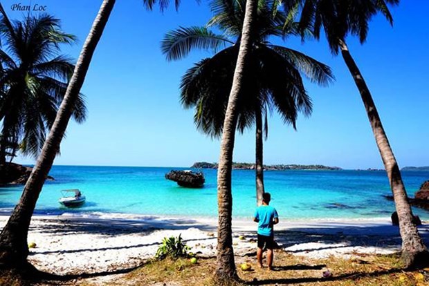 椰子樹、沙灘、大海構成美麗的景色。（圖源：互聯網）