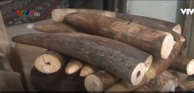 被查獲的走私象牙。（圖源：VTV）