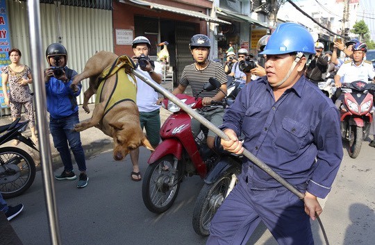 捕捉隊人員捕捉在公共場所遊蕩的狗隻。