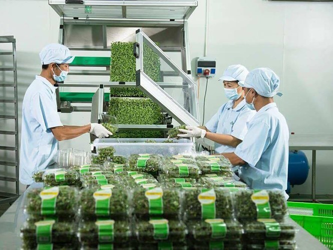 VinEco 公司的無公害蔬菜生產線。