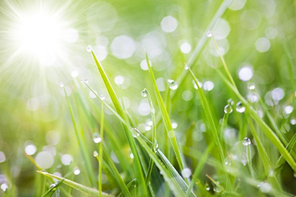 小草的啟示。（示意圖源：互聯網）