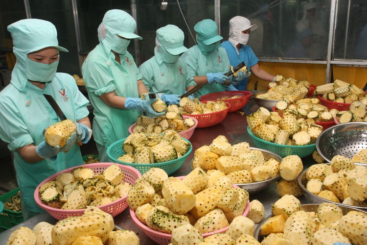 出口菠蘿罐頭廠生產線。（示意圖源：互聯網）