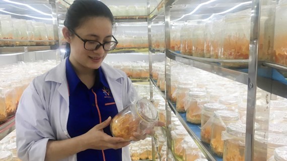 檢查冬蟲夏草收成後的質量。