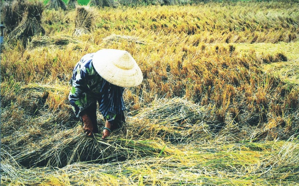 《收割》   郭冠雄 攝