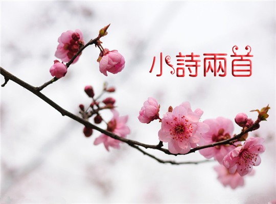 桃花。（示意圖源：互聯網）