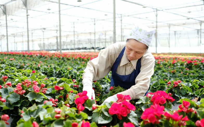 圖為大勒某一溫室花卉種植項目。（圖源：梅榮）