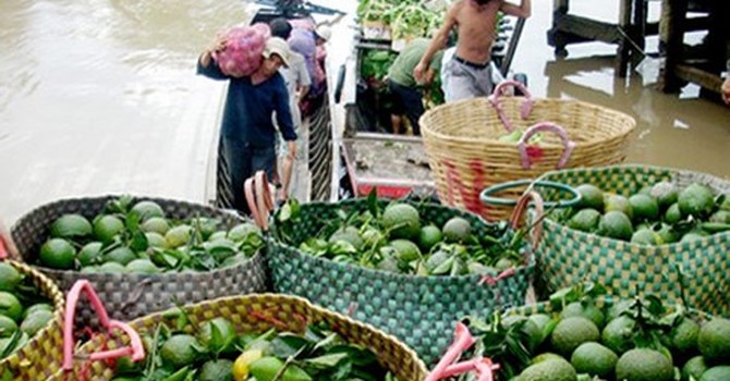 九龍江平原的厚皮酸橙價格最近期間持續下跌。（示意圖源：互聯網）