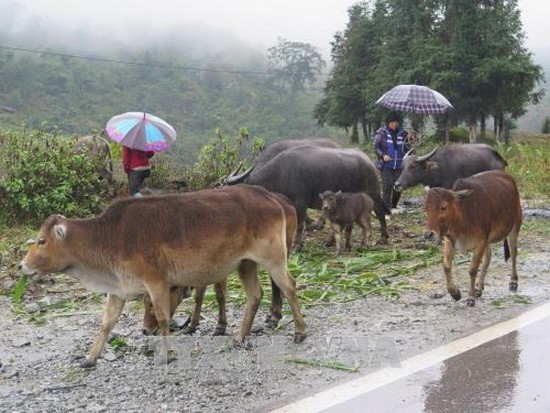 沙巴縣民戶將家畜遷往較低區域，以避免因嚴寒天氣和冰霜造成的損失。（圖源：香秋）