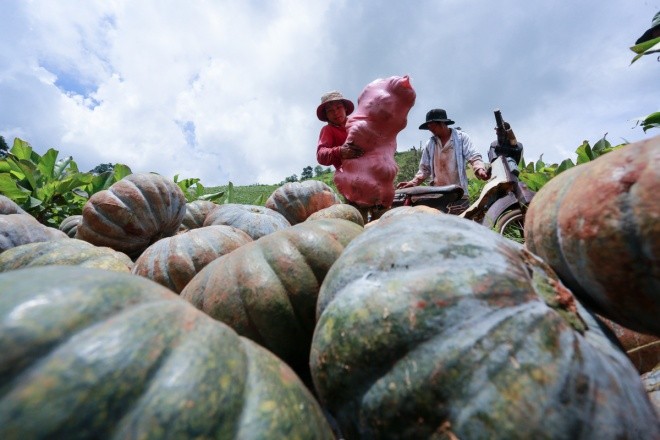 到諸登雅觀賞野生向日葵花 ảnh 2